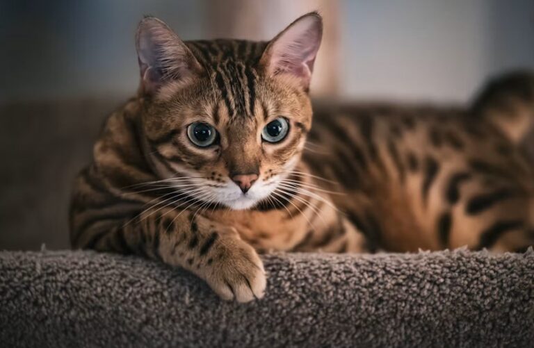 All Cat Breeds
