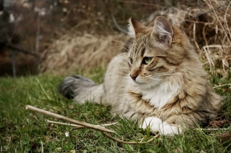 Biggest Cat Breed