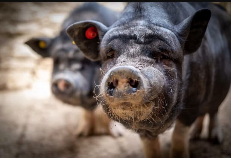 Black Pig Breeds