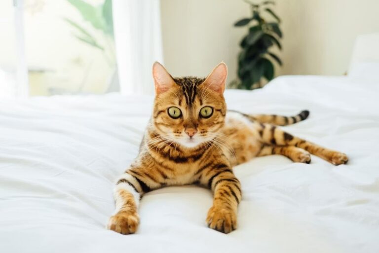 Cat Breeds Chart