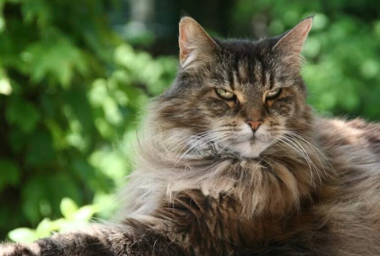 Cat Breeds List