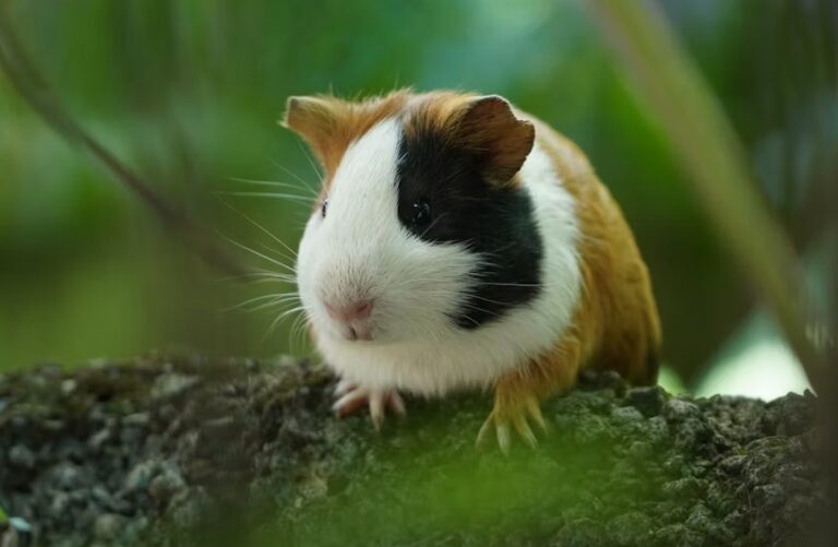 Guinea Pig Breeds