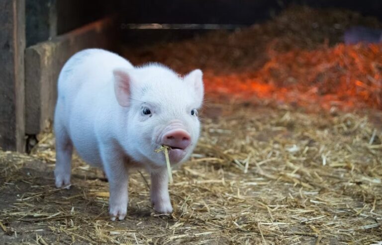 Mini Pig Breeds