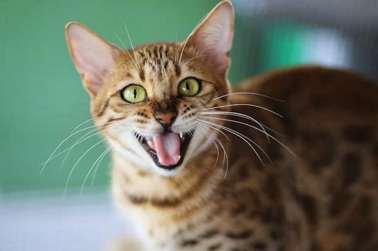 Most Aggressive Cat Breeds