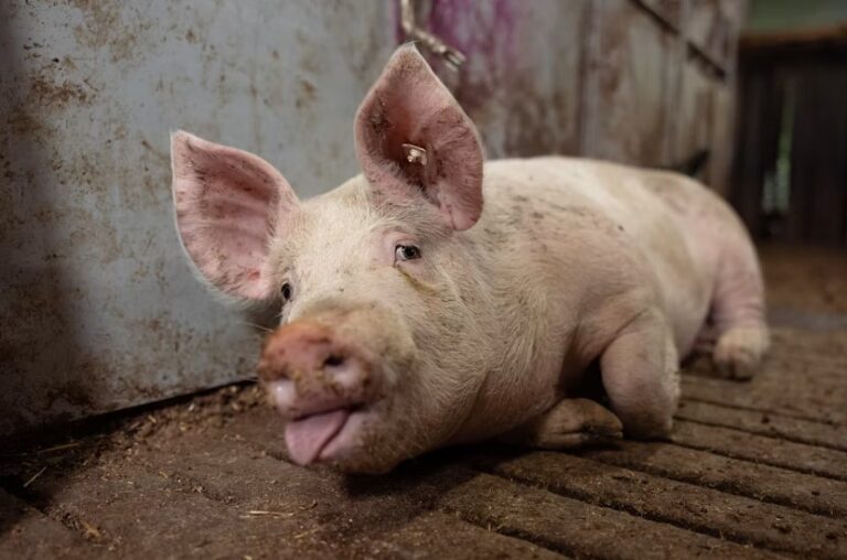 Pet Pig Breeds