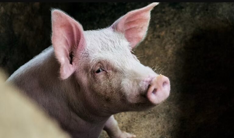 Pig Breeds