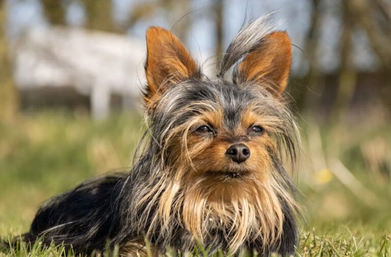Ugliest Dog Breeds