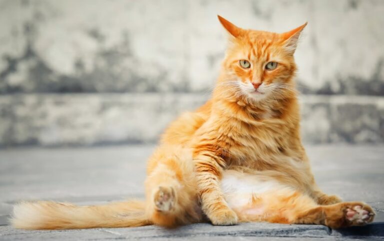 Big Domestic Cat Breeds