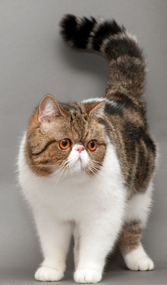 Cat Breed with a Flat Faced