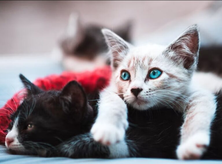 Cat Breeds as Kittens