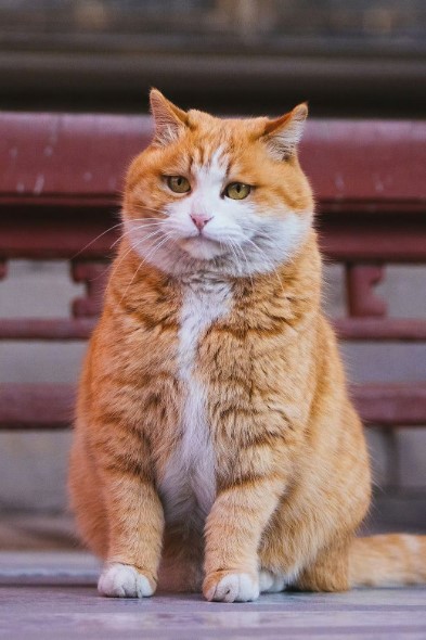 Grumpy Cat Breed