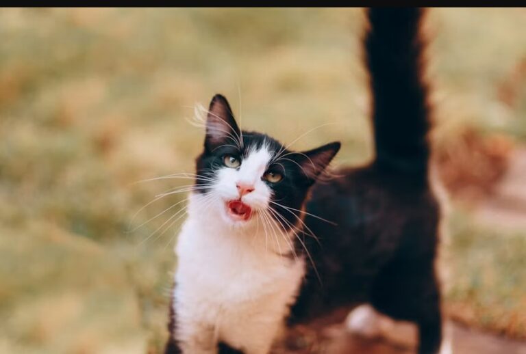 Tuxedo Cat Breed