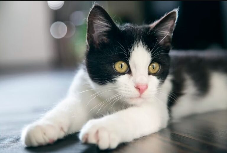 Tuxedo Cat Breeds