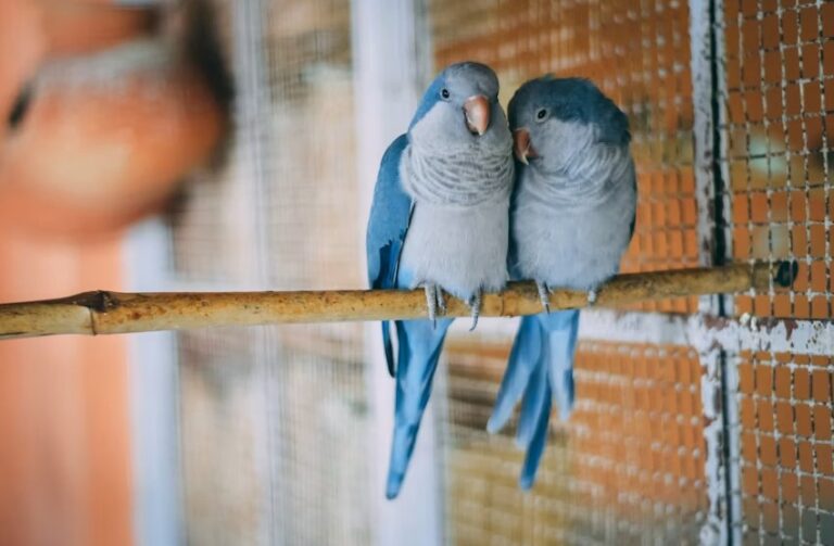 Types of Pet Bird Breeds