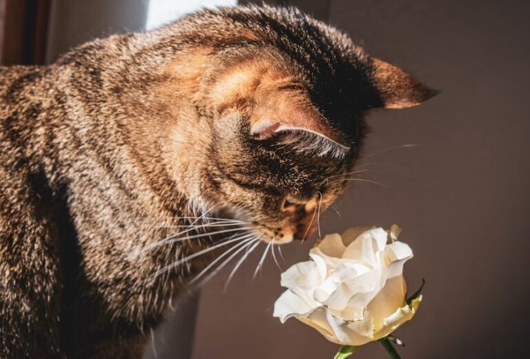Are Carnations Toxic to Cats