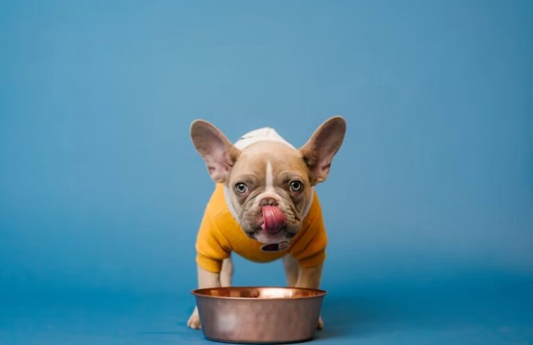 Best Puppy Food for Small Breeds