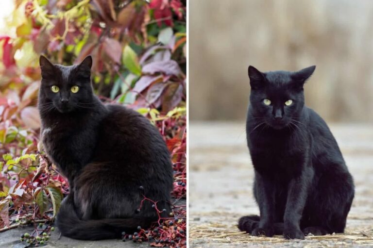 Bombay Cat vs Black Cat