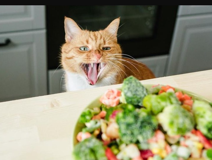 Can Cats Eat Broccoli