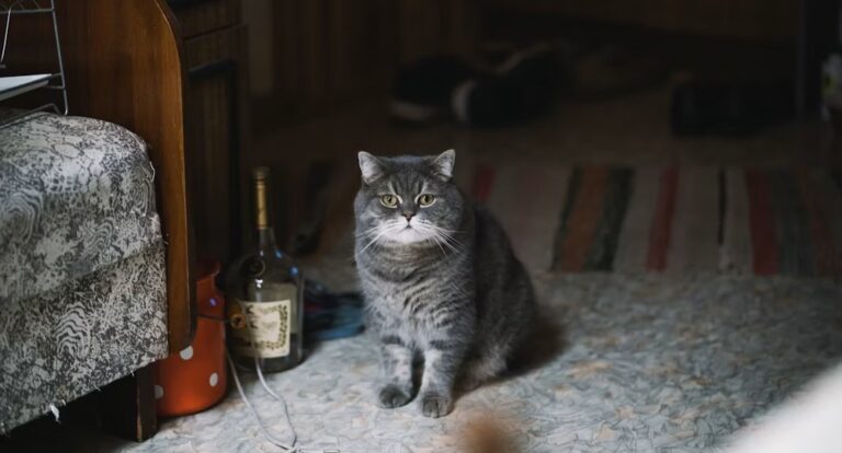 Is Vinegar Bad for Cats