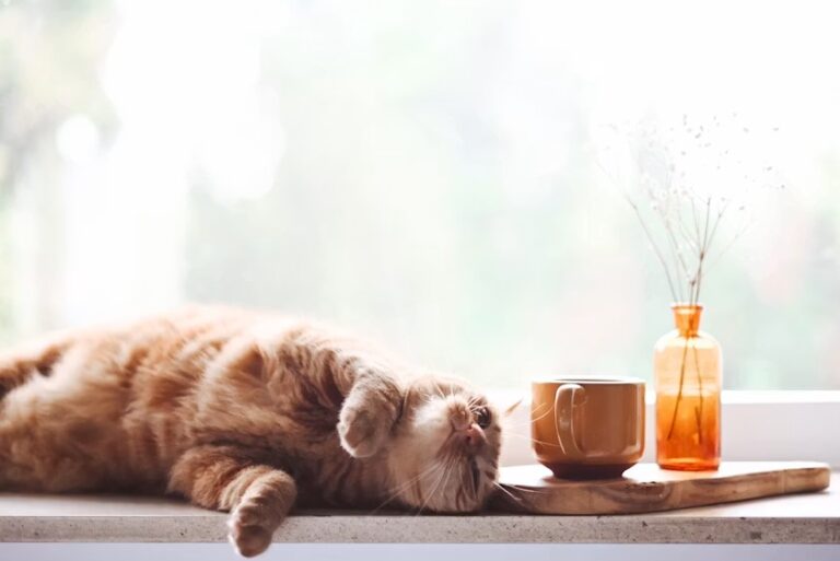 Is Vinegar Safe for Cats