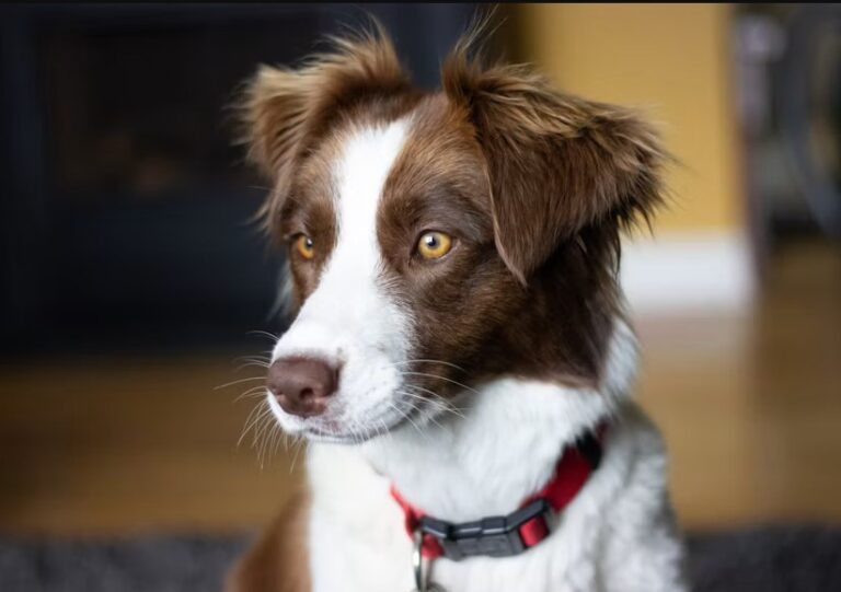 Medium Dog Breeds
