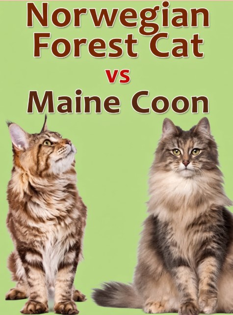 Norwegian Forest Cat vs Maine Coon