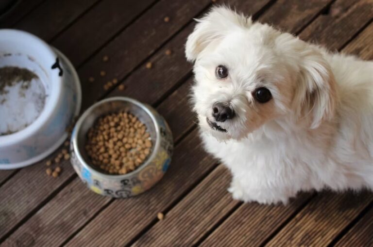 Pet Food Recalled