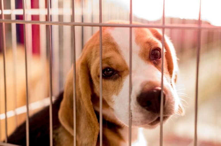 Puppy Mills