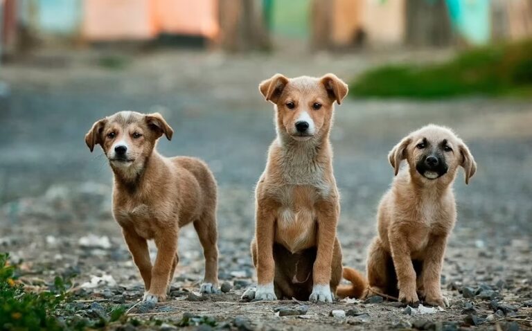 PuppyFind.com Puppies for Sale