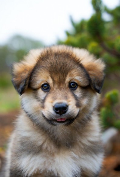 PuppyFind