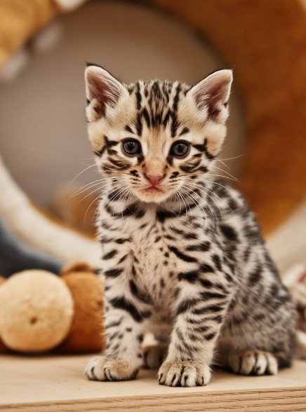 Rare Kittens